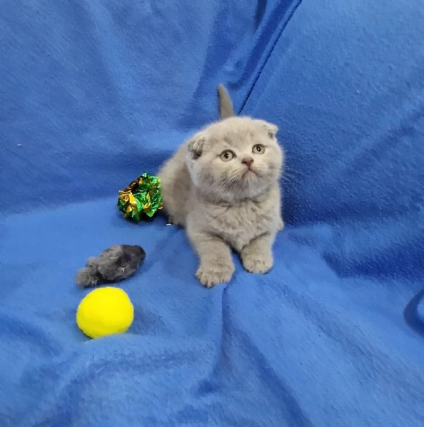 Scottish fold e straight 