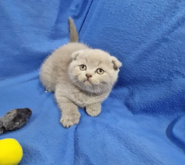 Scottish fold e straight  | Foto 2