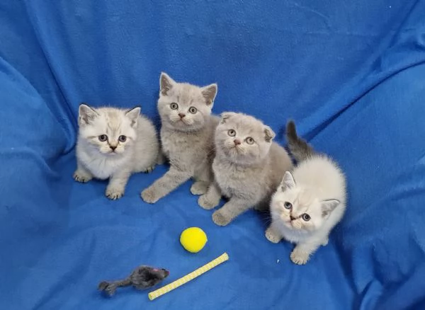 Scottish fold e straight  | Foto 1