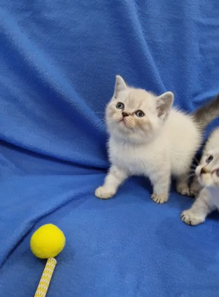 Scottish fold e straight  | Foto 0