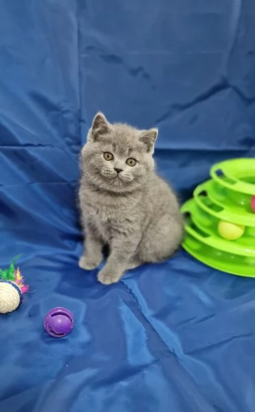 Scottish fold e straight  | Foto 6