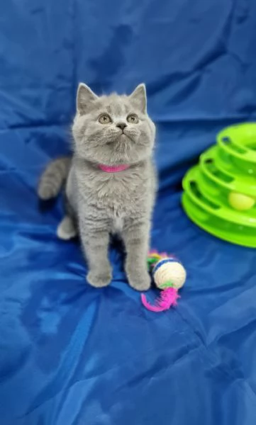 Scottish fold e straight  | Foto 5