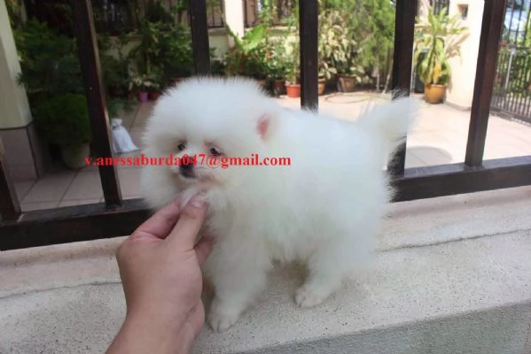 Adorabili cuccioli di Pomerania di razza pronti | Foto 5