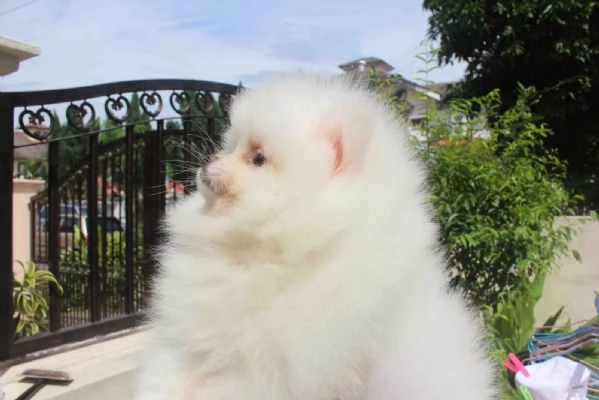 Adorabili cuccioli di Pomerania di razza pronti | Foto 4