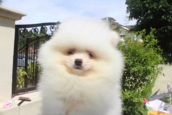 Adorabili cuccioli di Pomerania di razza pronti | Foto 3