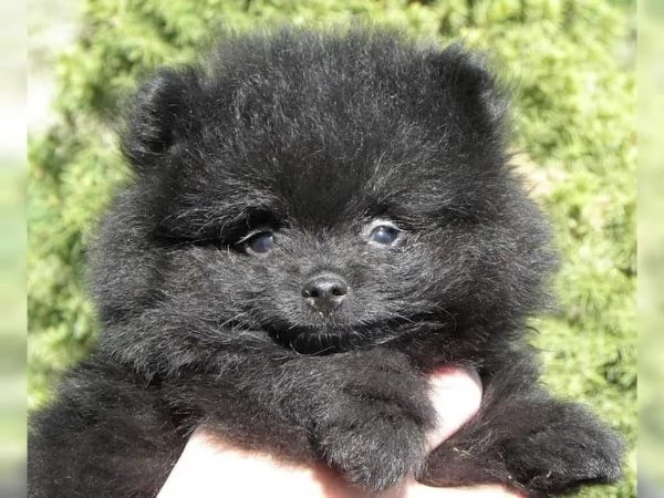 Adorabili cuccioli di Pomerania di razza pronti | Foto 1