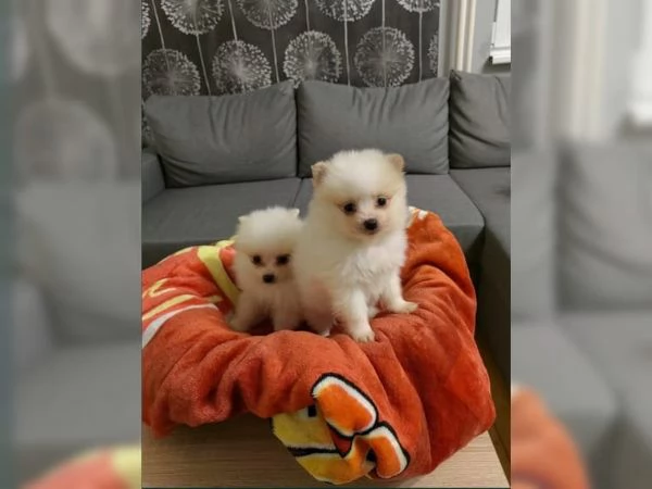 Adorabili cuccioli di Pomerania di razza pronti | Foto 0