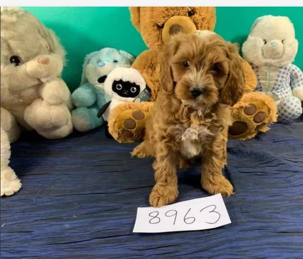 cuccioli di barboncino toy
