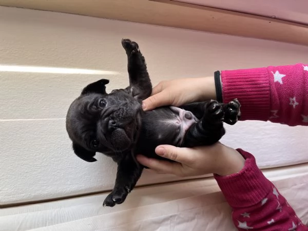 Cuccioli bulldog francese  | Foto 9