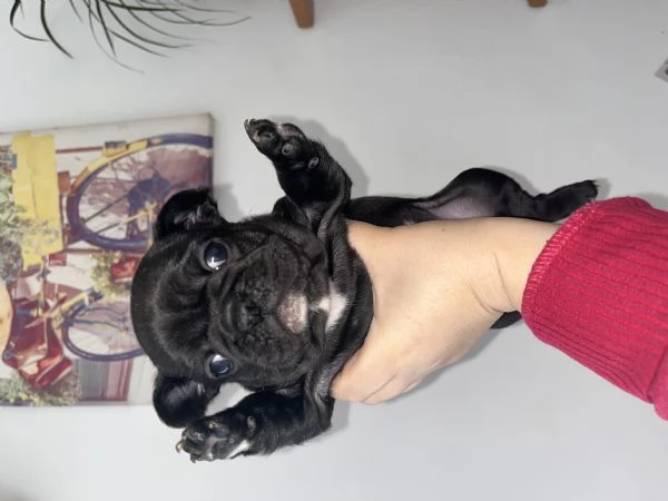Cuccioli bulldog francese  | Foto 8