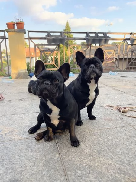 Cuccioli bulldog francese  | Foto 7