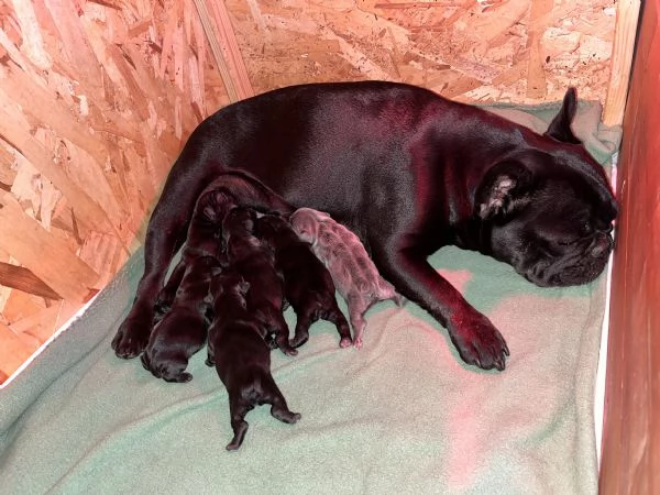 Cuccioli bulldog francese  | Foto 6