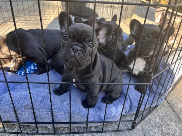 Cuccioli bulldog francese  | Foto 5