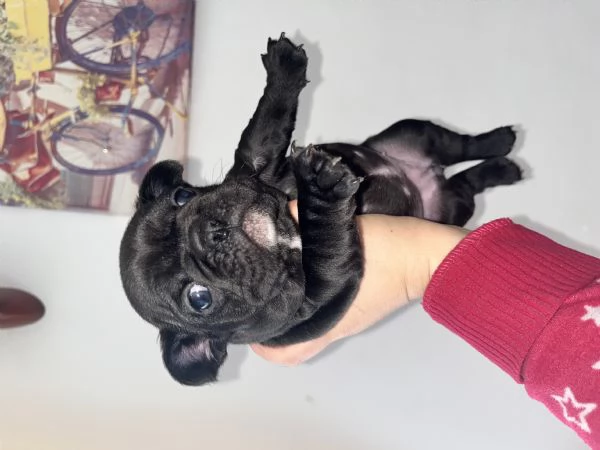 Cuccioli bulldog francese  | Foto 4