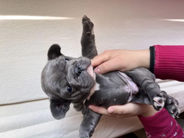 Cuccioli bulldog francese  | Foto 3