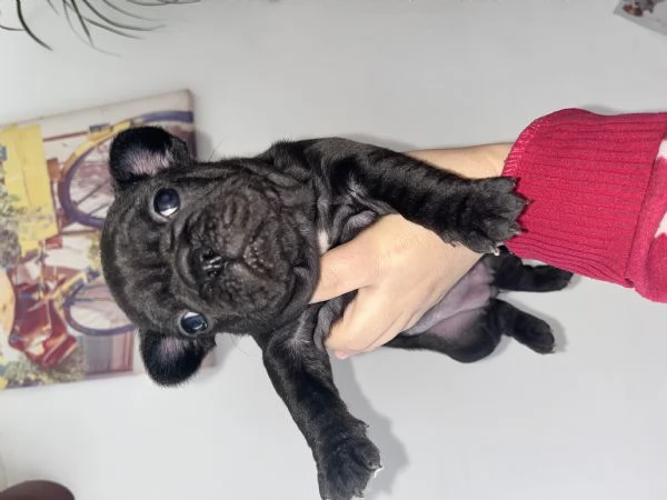 Cuccioli bulldog francese  | Foto 2