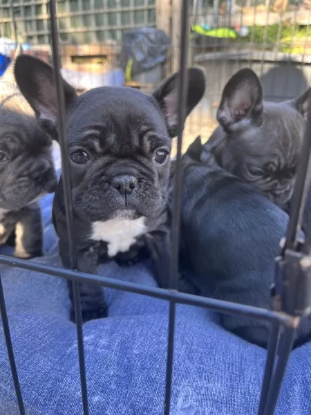 Cuccioli bulldog francese  | Foto 1