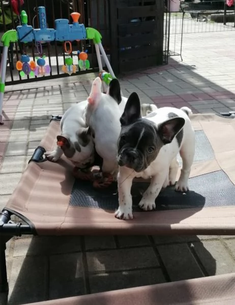 Cuccioli di Bulldog francese ben addestrati | Foto 0