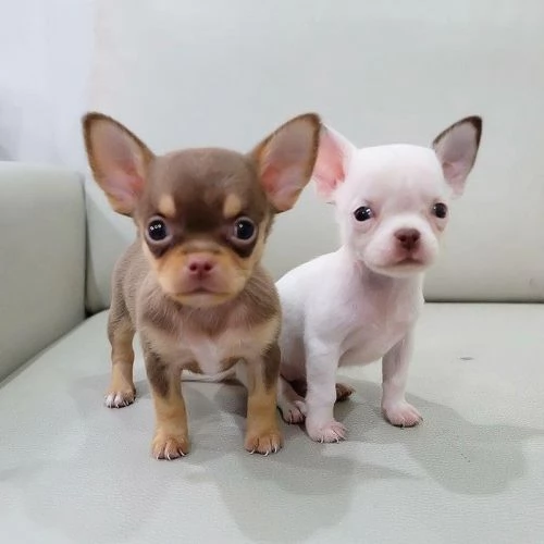 Due cuccioli di Chihuahua da reinserire | Foto 3