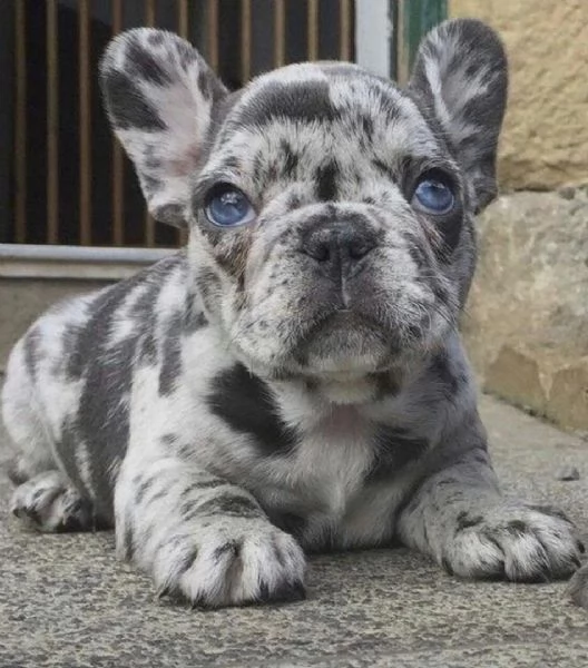 REGALO Cuccioli di Bulldog Francese bellissimi cuccioli disponibili, carattere adorabile ,sono docil