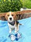Regala cuccioli di Beagle | Foto 1