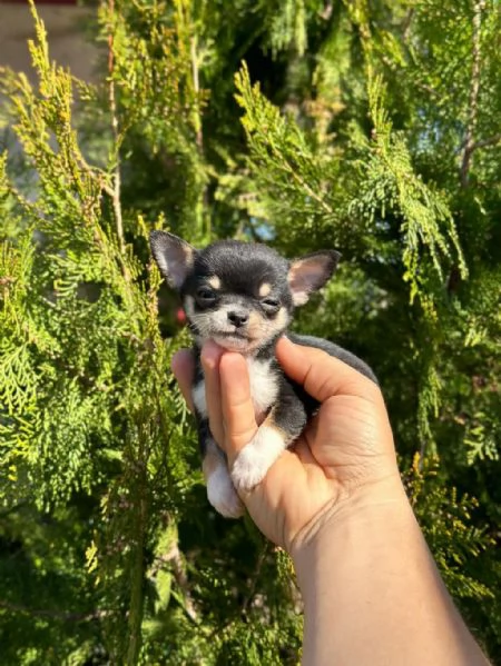 Regala cuccioli di Chihuahua