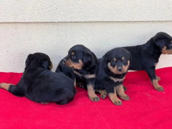 Regala cuccioli di Rottweiler 