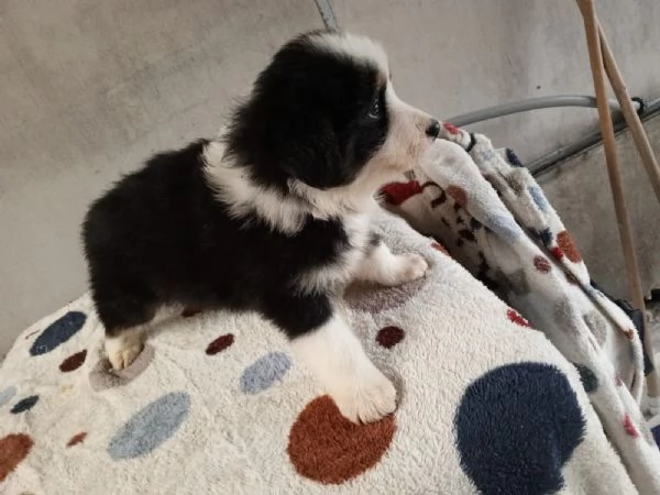 Regala cuccioli di Border Collie