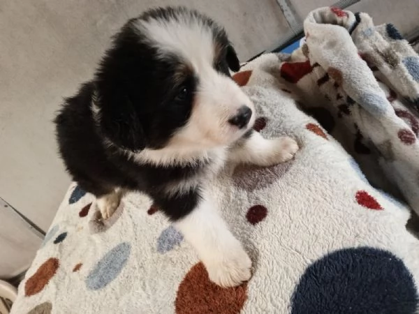 Regala cuccioli di Border Collie | Foto 1