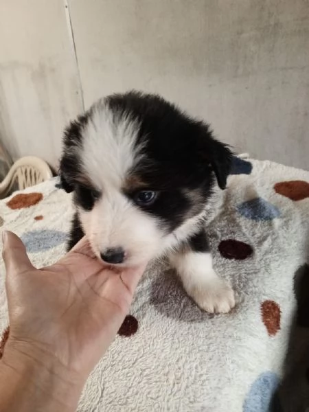 Regala cuccioli di Border Collie | Foto 0