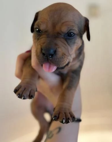 Regala cuccioli di Pitbull  | Foto 1