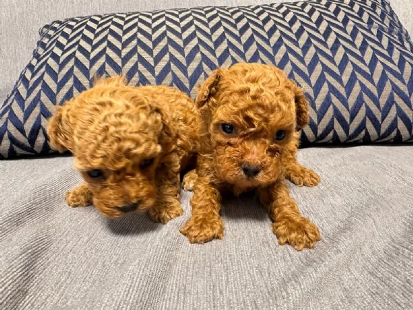 Regala cuccioli di Barboncino