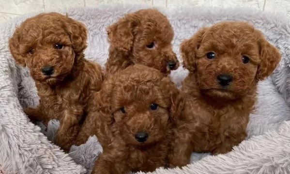 Regala cuccioli di Barboncino | Foto 0