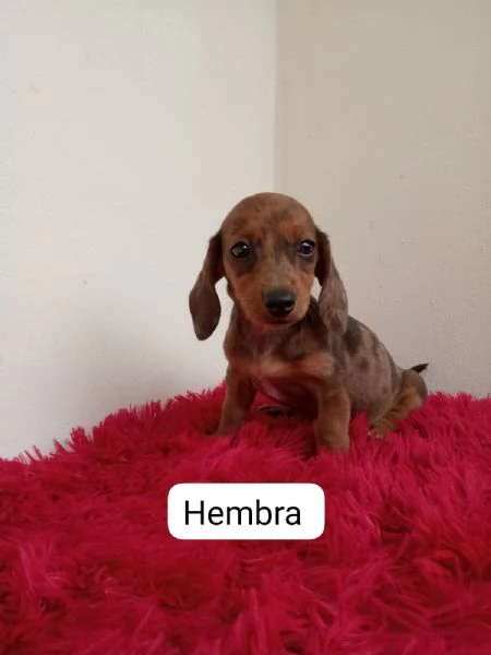 Regala cuccioli di Bassotto | Foto 1