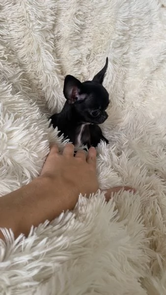 Regala cuccioli di Chihuahua