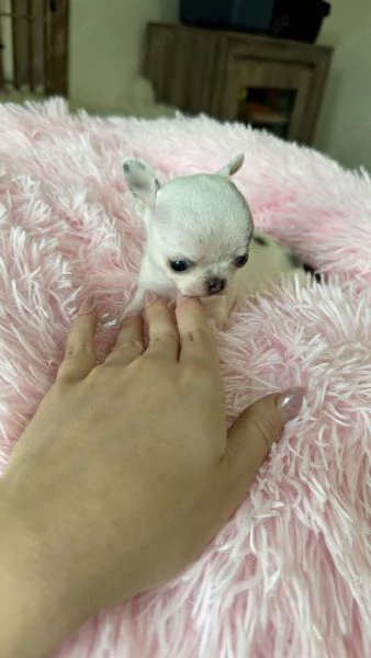 Regala cuccioli di Chihuahua | Foto 0