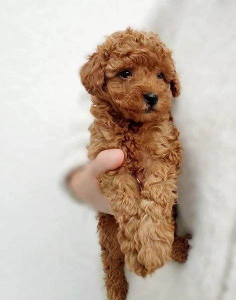 Regala cuccioli di Barboncino
