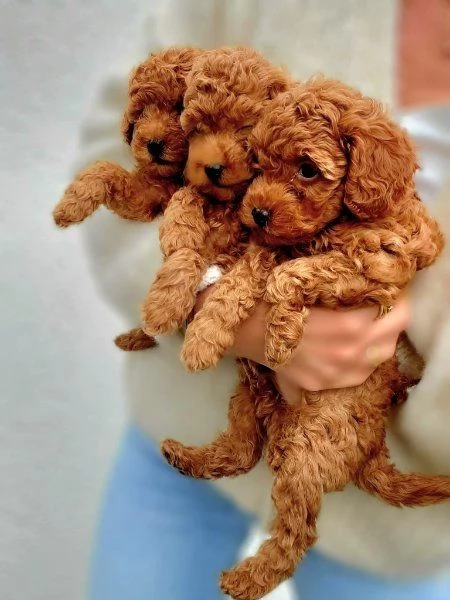 Regala cuccioli di Barboncino | Foto 1