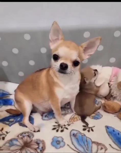 Regala cuccioli di Chihuahua | Foto 2