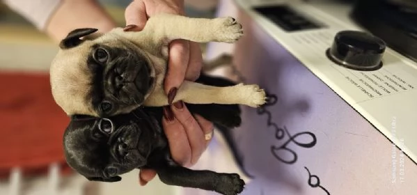 Regala cuccioli di carlino | Foto 2