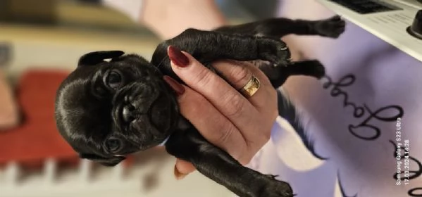 Regala cuccioli di carlino | Foto 1