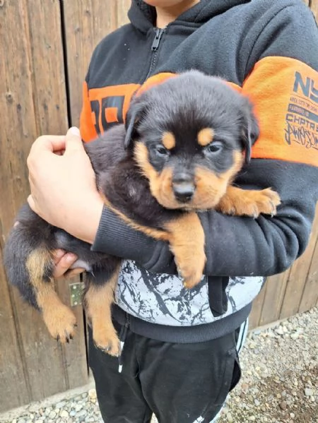 Regala cuccioli di Rottweiler | Foto 1