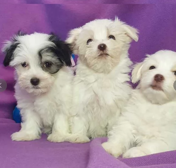 bellissimi cuccioli di maltes | Foto 0