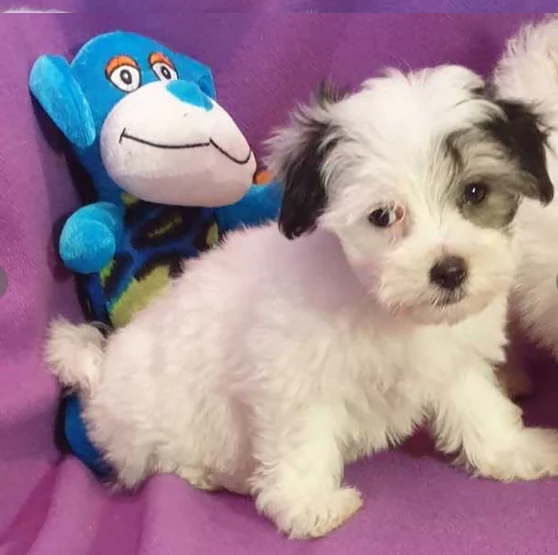 bellissimi cuccioli di maltese