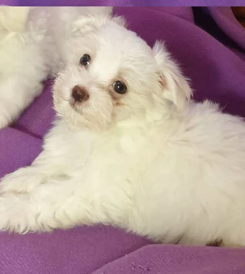 bellissimi cuccioli di maltese | Foto 0