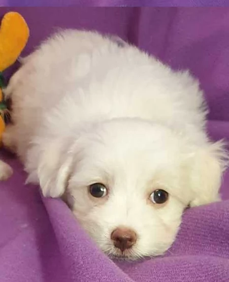 bellissimi cuccioli di maltese