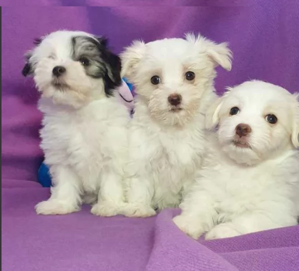 bellissimi cuccioli maltesi