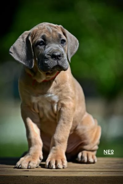 Cane Corso cuccioli | Foto 6