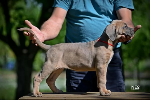 Cane Corso cuccioli | Foto 5