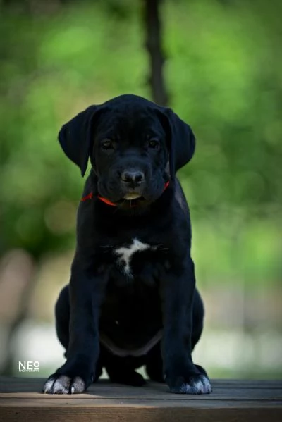 Cane Corso cuccioli | Foto 4
